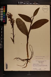 Platanthera psycodes image