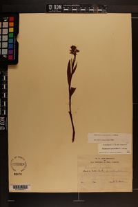 Platanthera psycodes image