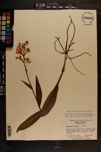 Platanthera psycodes image