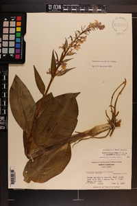 Platanthera psycodes image