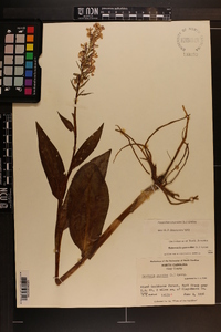 Platanthera psycodes image