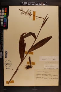 Platanthera psycodes image