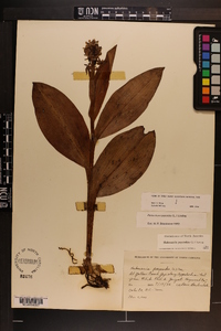 Platanthera psycodes image