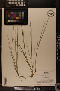 Leersia hexandra image