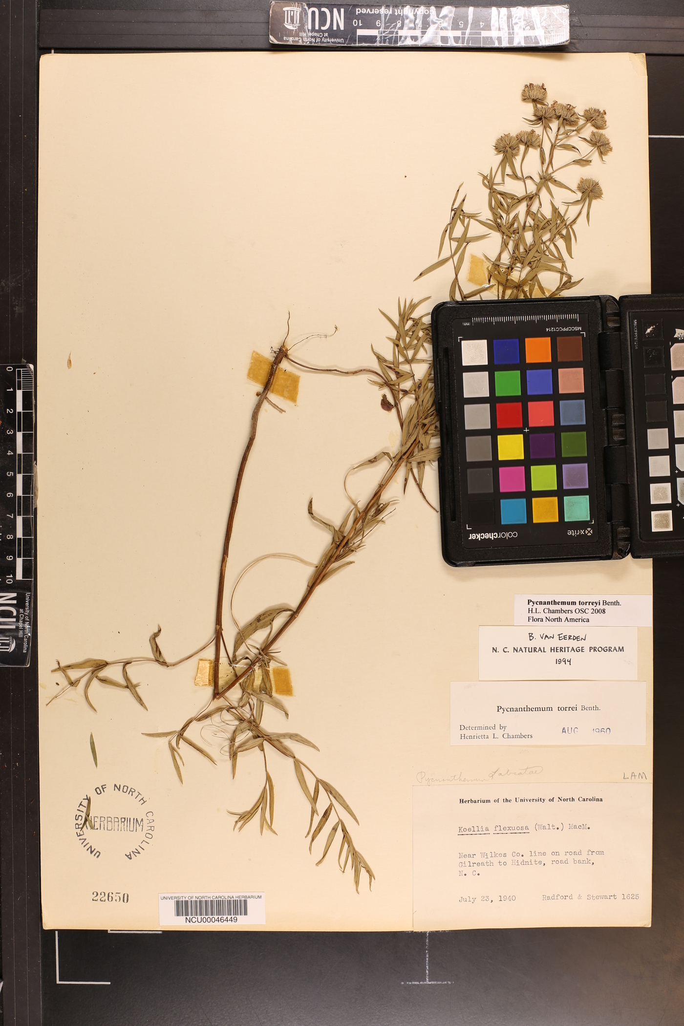 Pycnanthemum torreyi image