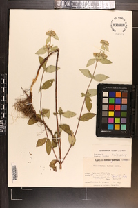 Pycnanthemum incanum image