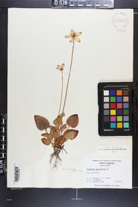 Parnassia grandifolia image