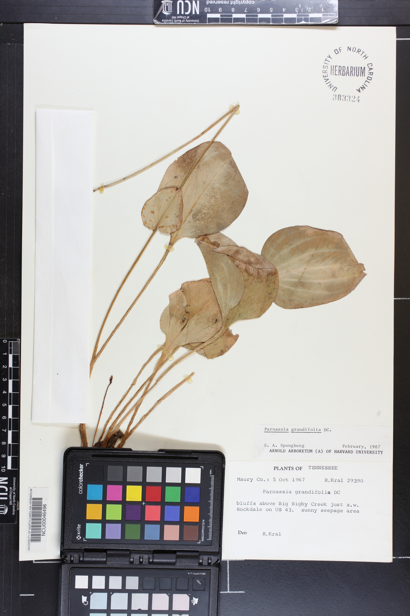 Parnassia grandifolia image