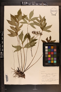 Hydrophyllum virginianum image