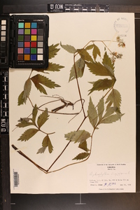 Hydrophyllum virginianum image