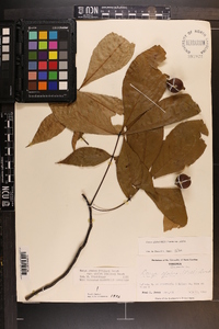 Carya glabra var. glabra image