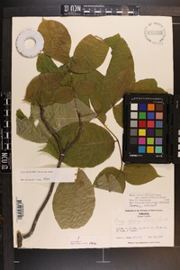 Carya glabra var. glabra image