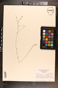 Linum floridanum image