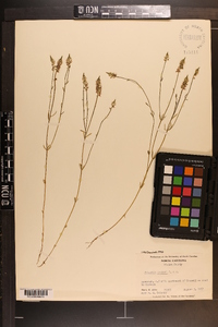 Polygala hookeri image