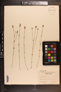 Polygala hookeri image