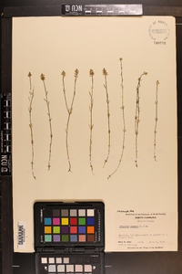 Polygala hookeri image