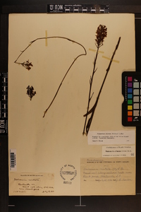 Platanthera cristata image