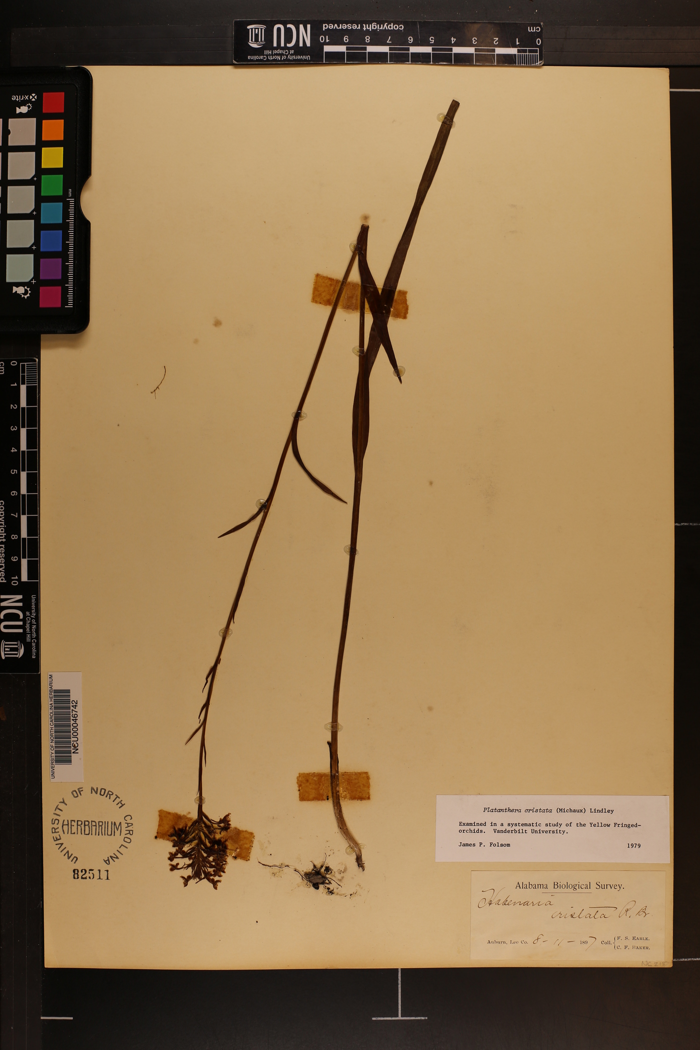Platanthera cristata image