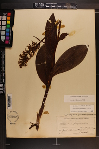 Platanthera psycodes image