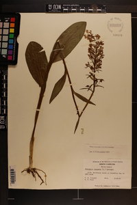 Platanthera psycodes image