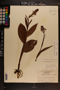 Platanthera psycodes image