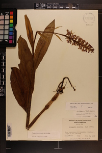 Platanthera psycodes image