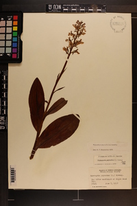 Platanthera psycodes image