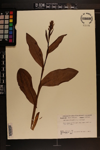 Platanthera psycodes image