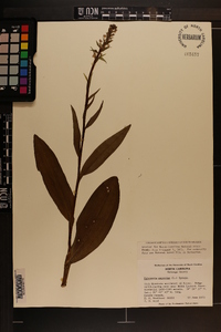 Platanthera psycodes image