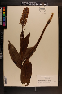 Platanthera psycodes image