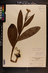 Platanthera psycodes image