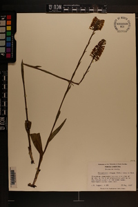 Platanthera integra image