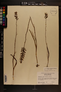 Platanthera nivea image