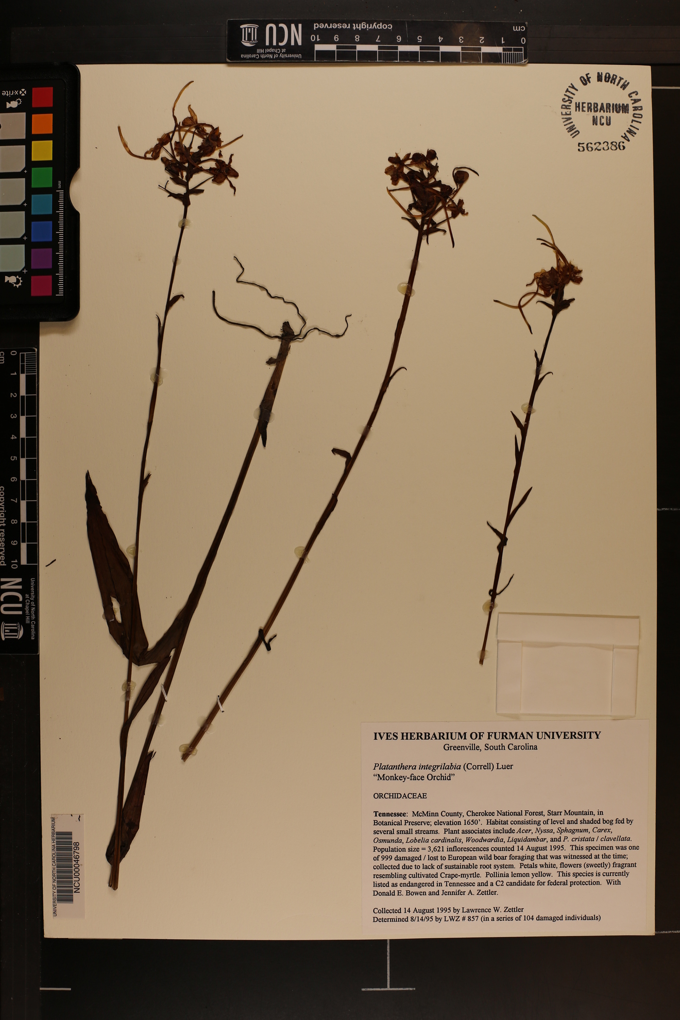 Platanthera integrilabia image