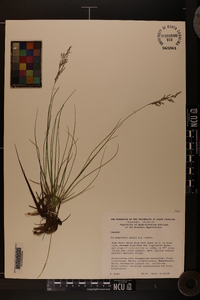 Calamagrostis cainii image