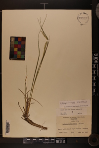 Calamagrostis cainii image