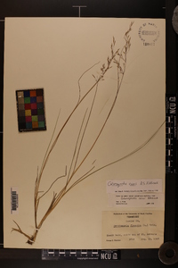 Calamagrostis cainii image