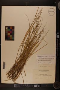 Calamagrostis cainii image
