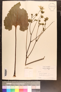 Silphium compositum image