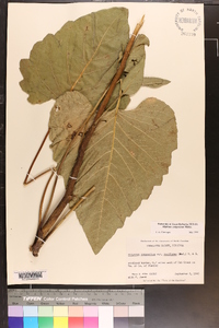 Silphium compositum image