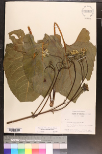 Silphium compositum image