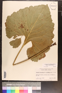 Silphium compositum image