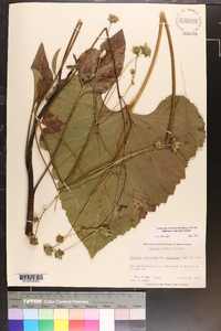 Silphium compositum image