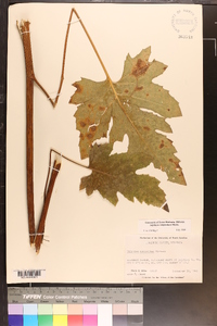 Silphium compositum image