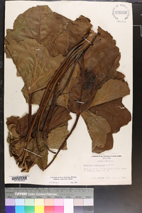 Silphium compositum image