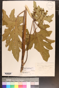 Silphium compositum image