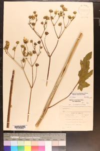 Silphium compositum image