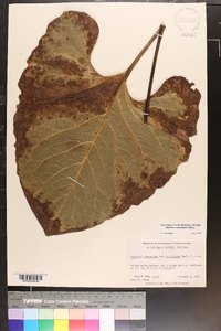 Silphium compositum image