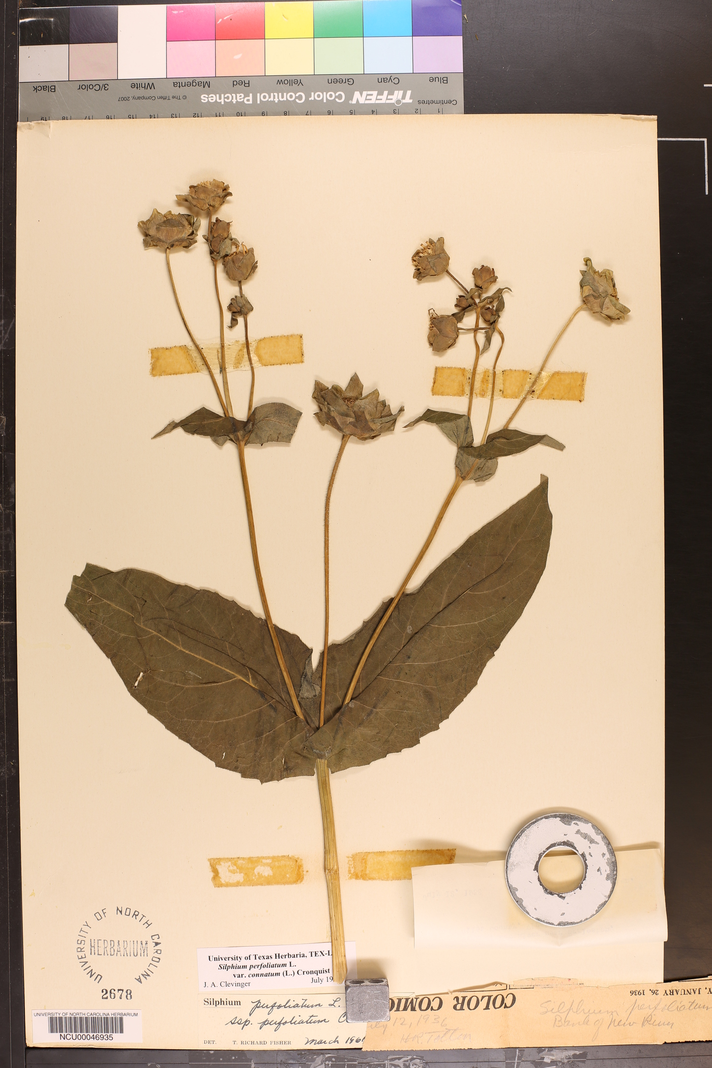 Silphium perfoliatum var. connatum image