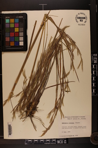 Andropogon arctatus image